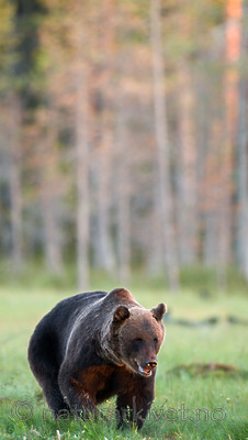 BB 10 0074 / Ursus arctos / Brunbjørn